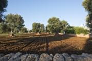 Masseria Don Luigi-Luxury Farmhouse
