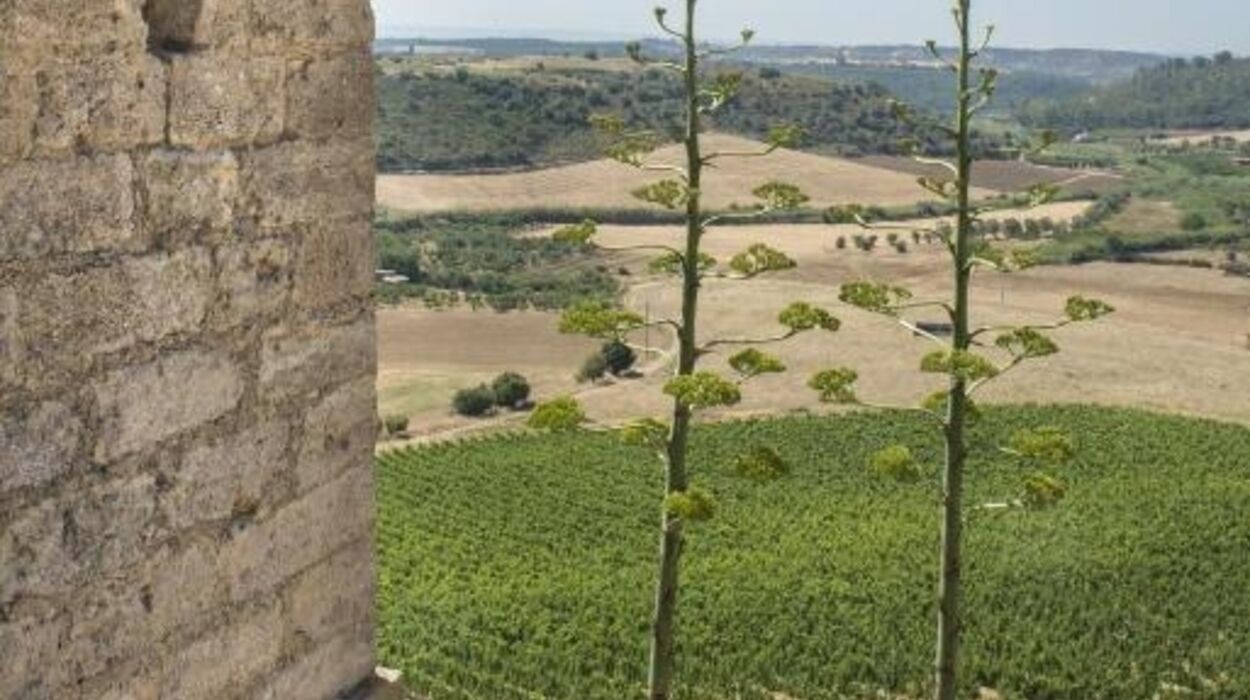 Wine Relais Feudi Del Pisciotto